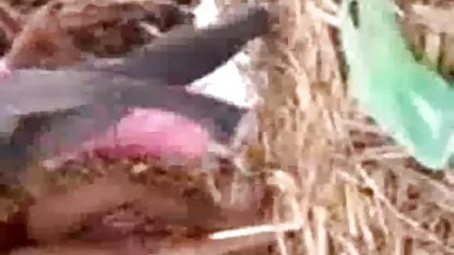 लड़की क्रेप्स खुद जबकि बोतल ले रहा सेक्सी मूवी वीडियो में दिखाएं